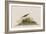 Illustration from 'Birds of America', 1827-38-John James Audubon-Framed Giclee Print