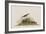 Illustration from 'Birds of America', 1827-38-John James Audubon-Framed Giclee Print