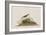 Illustration from 'Birds of America', 1827-38-John James Audubon-Framed Giclee Print