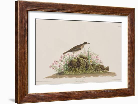 Illustration from 'Birds of America', 1827-38-John James Audubon-Framed Giclee Print