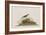 Illustration from 'Birds of America', 1827-38-John James Audubon-Framed Giclee Print