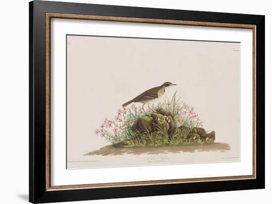 Illustration from 'Birds of America', 1827-38-John James Audubon-Framed Giclee Print