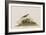 Illustration from 'Birds of America', 1827-38-John James Audubon-Framed Giclee Print