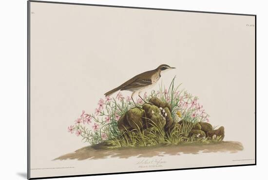 Illustration from 'Birds of America', 1827-38-John James Audubon-Mounted Giclee Print