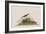 Illustration from 'Birds of America', 1827-38-John James Audubon-Framed Giclee Print