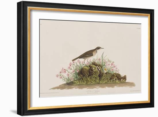 Illustration from 'Birds of America', 1827-38-John James Audubon-Framed Giclee Print