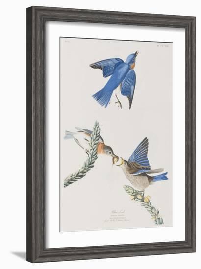 Illustration from 'Birds of America', 1827-38-John James Audubon-Framed Giclee Print