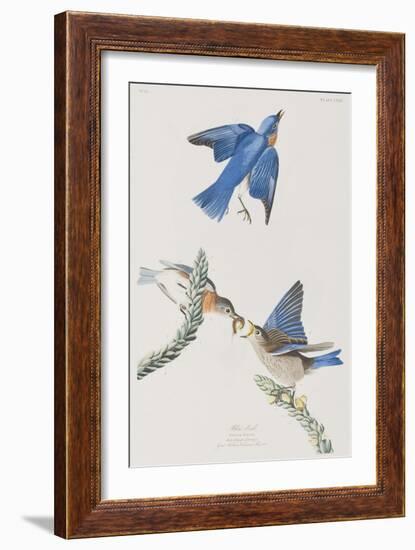 Illustration from 'Birds of America', 1827-38-John James Audubon-Framed Giclee Print