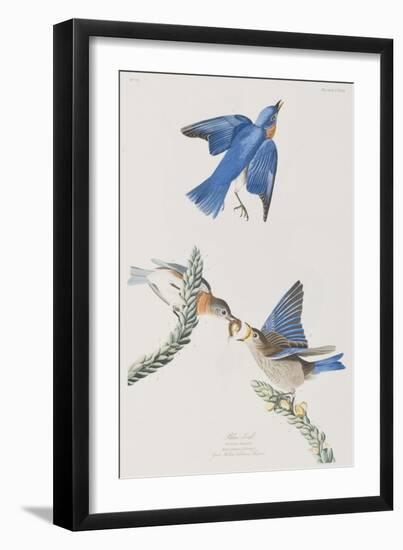 Illustration from 'Birds of America', 1827-38-John James Audubon-Framed Giclee Print