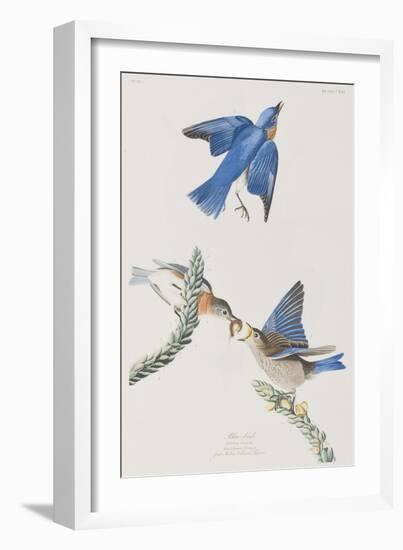 Illustration from 'Birds of America', 1827-38-John James Audubon-Framed Giclee Print