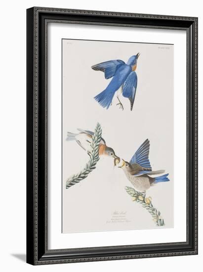 Illustration from 'Birds of America', 1827-38-John James Audubon-Framed Giclee Print