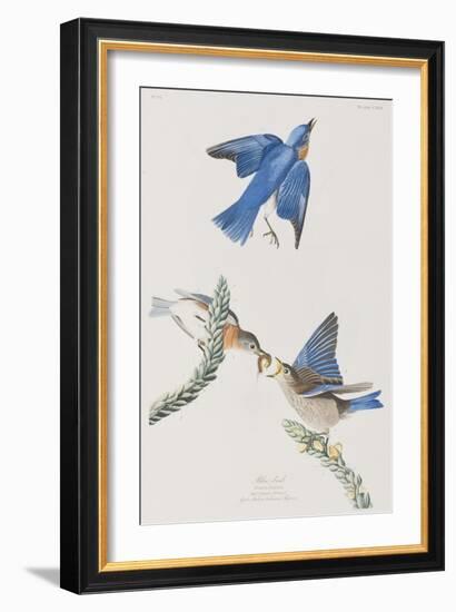 Illustration from 'Birds of America', 1827-38-John James Audubon-Framed Giclee Print