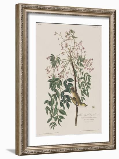 Illustration from 'Birds of America', 1827-38-John James Audubon-Framed Giclee Print