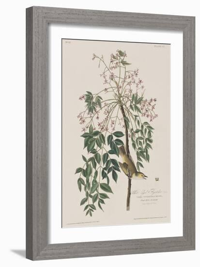 Illustration from 'Birds of America', 1827-38-John James Audubon-Framed Giclee Print