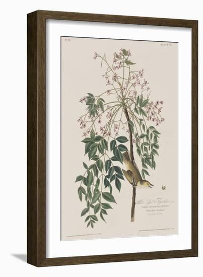 Illustration from 'Birds of America', 1827-38-John James Audubon-Framed Giclee Print