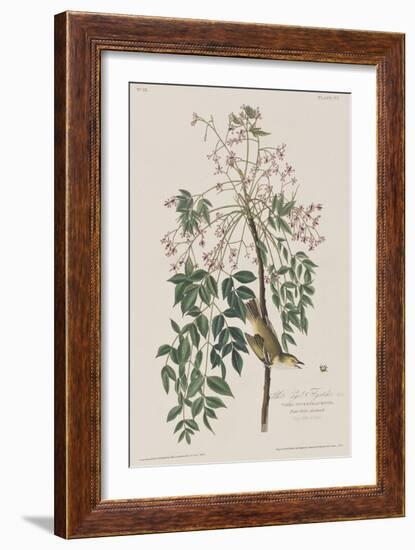 Illustration from 'Birds of America', 1827-38-John James Audubon-Framed Giclee Print