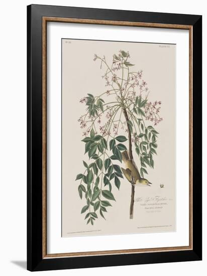 Illustration from 'Birds of America', 1827-38-John James Audubon-Framed Giclee Print