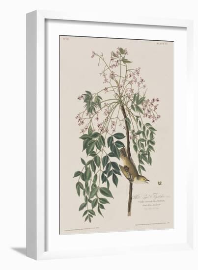 Illustration from 'Birds of America', 1827-38-John James Audubon-Framed Giclee Print