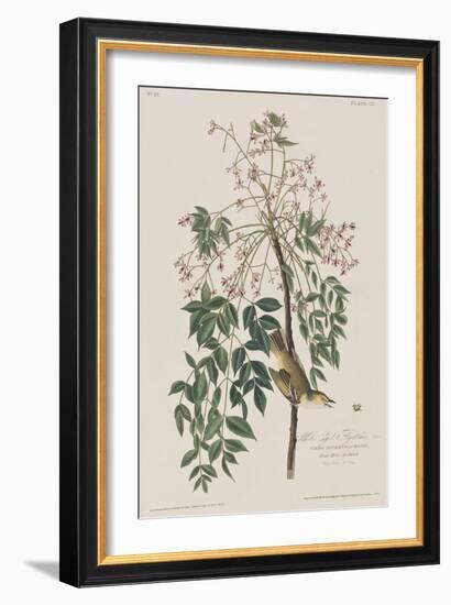 Illustration from 'Birds of America', 1827-38-John James Audubon-Framed Giclee Print