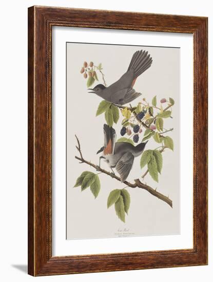 Illustration from 'Birds of America', 1827-38-John James Audubon-Framed Giclee Print