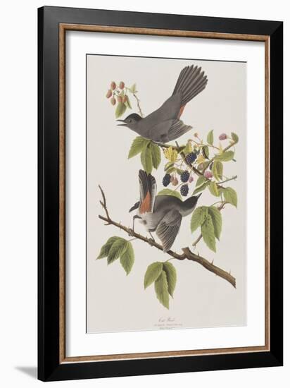 Illustration from 'Birds of America', 1827-38-John James Audubon-Framed Giclee Print