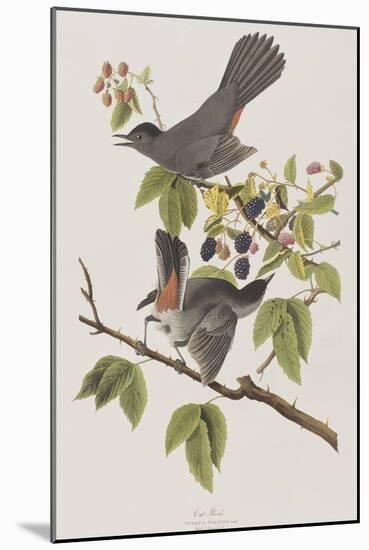 Illustration from 'Birds of America', 1827-38-John James Audubon-Mounted Giclee Print