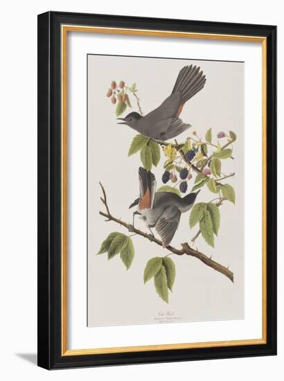 Illustration from 'Birds of America', 1827-38-John James Audubon-Framed Giclee Print