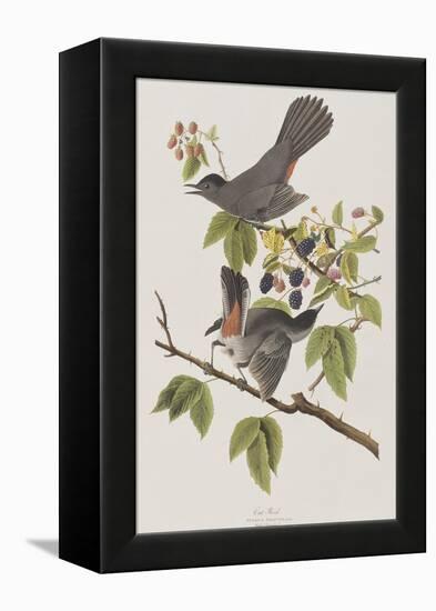 Illustration from 'Birds of America', 1827-38-John James Audubon-Framed Premier Image Canvas