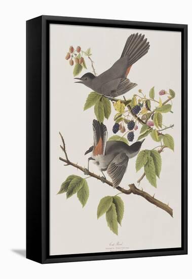 Illustration from 'Birds of America', 1827-38-John James Audubon-Framed Premier Image Canvas