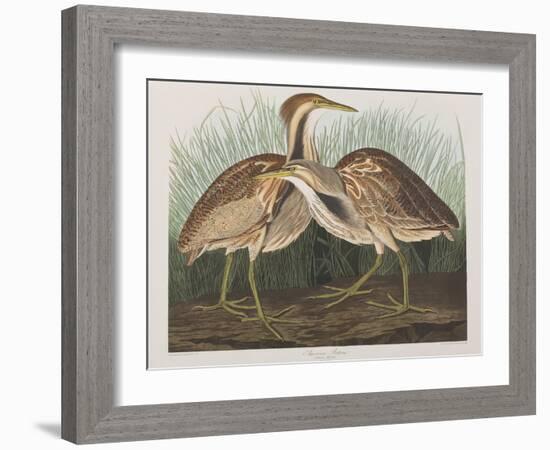 Illustration from 'Birds of America', 1827-38-John James Audubon-Framed Giclee Print