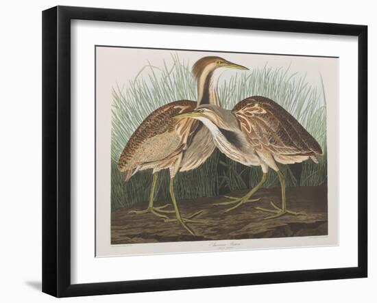 Illustration from 'Birds of America', 1827-38-John James Audubon-Framed Giclee Print