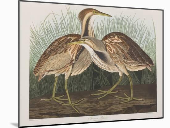 Illustration from 'Birds of America', 1827-38-John James Audubon-Mounted Giclee Print