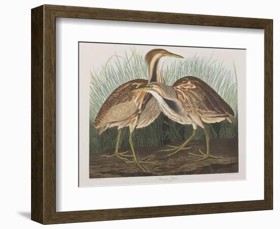 Illustration from 'Birds of America', 1827-38-John James Audubon-Framed Giclee Print