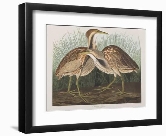 Illustration from 'Birds of America', 1827-38-John James Audubon-Framed Giclee Print