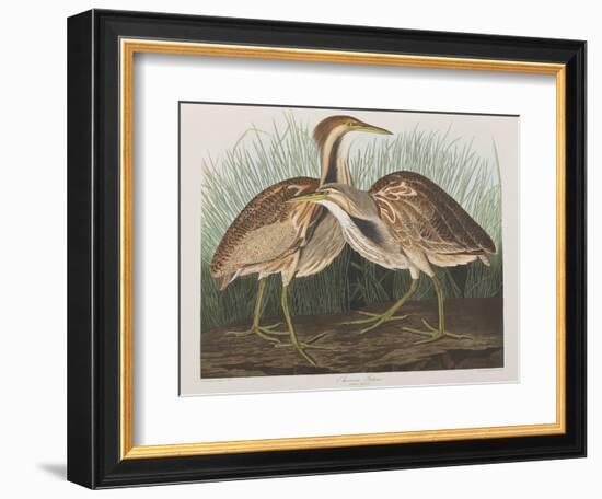 Illustration from 'Birds of America', 1827-38-John James Audubon-Framed Giclee Print