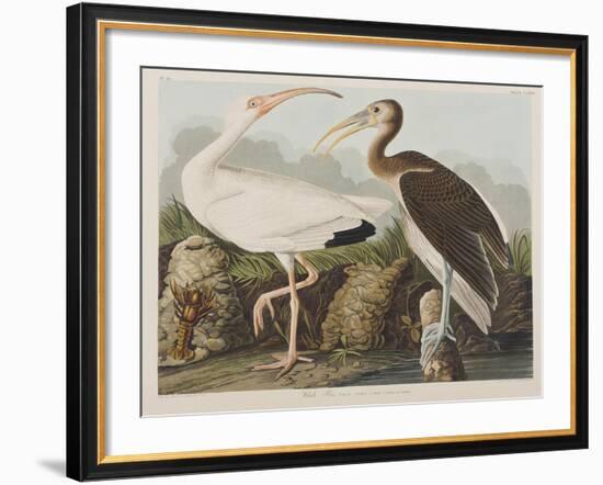 Illustration from 'Birds of America', 1827-38-John James Audubon-Framed Premium Giclee Print