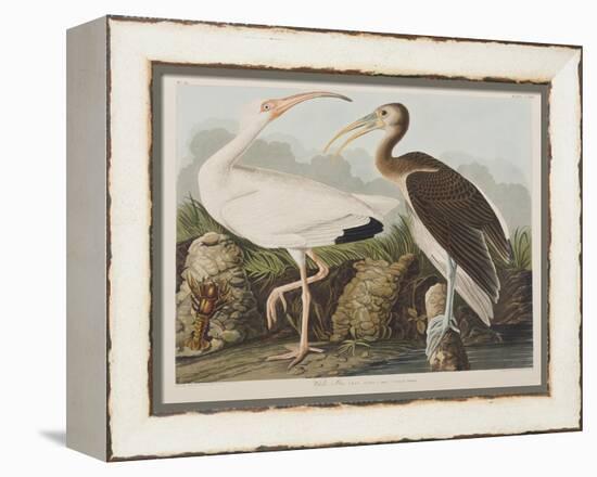 Illustration from 'Birds of America', 1827-38-John James Audubon-Framed Premier Image Canvas