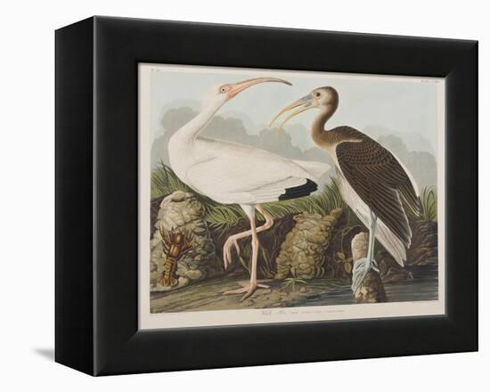 Illustration from 'Birds of America', 1827-38-John James Audubon-Framed Premier Image Canvas