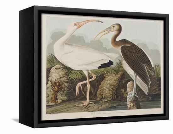 Illustration from 'Birds of America', 1827-38-John James Audubon-Framed Premier Image Canvas