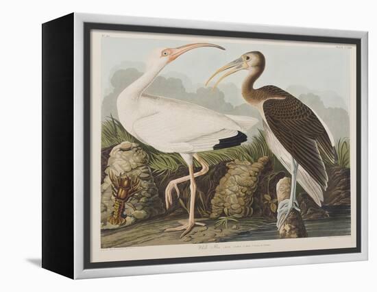 Illustration from 'Birds of America', 1827-38-John James Audubon-Framed Premier Image Canvas