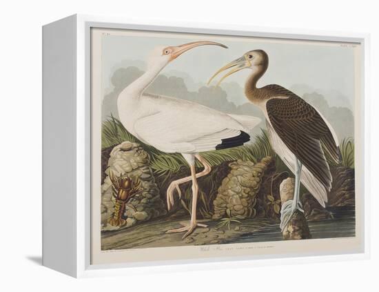 Illustration from 'Birds of America', 1827-38-John James Audubon-Framed Premier Image Canvas