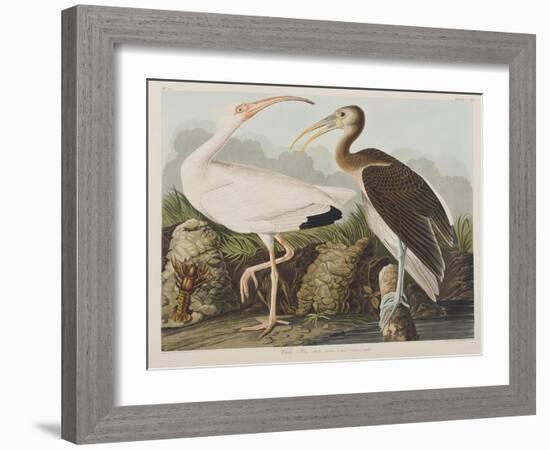 Illustration from 'Birds of America', 1827-38-John James Audubon-Framed Giclee Print