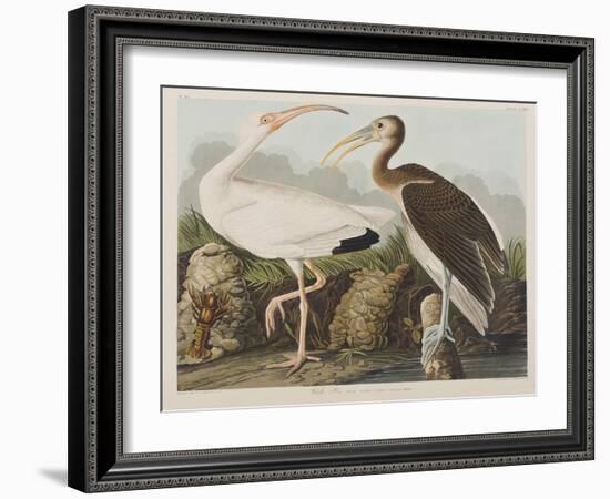 Illustration from 'Birds of America', 1827-38-John James Audubon-Framed Giclee Print