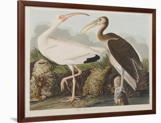 Illustration from 'Birds of America', 1827-38-John James Audubon-Framed Giclee Print