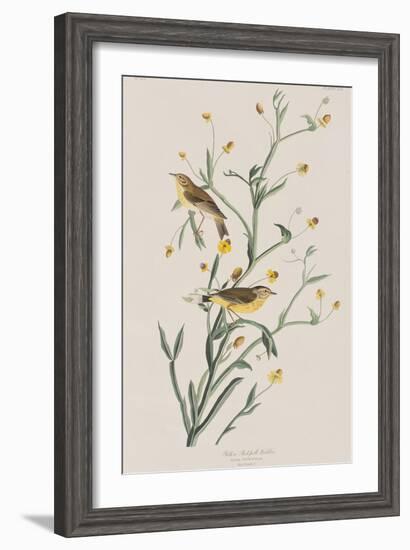 Illustration from 'Birds of America', 1827-38-John James Audubon-Framed Giclee Print