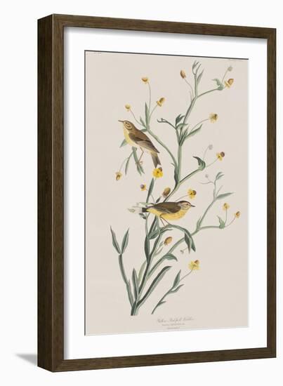 Illustration from 'Birds of America', 1827-38-John James Audubon-Framed Giclee Print