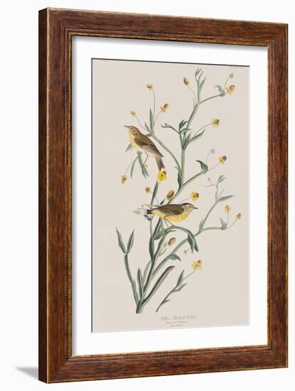 Illustration from 'Birds of America', 1827-38-John James Audubon-Framed Giclee Print