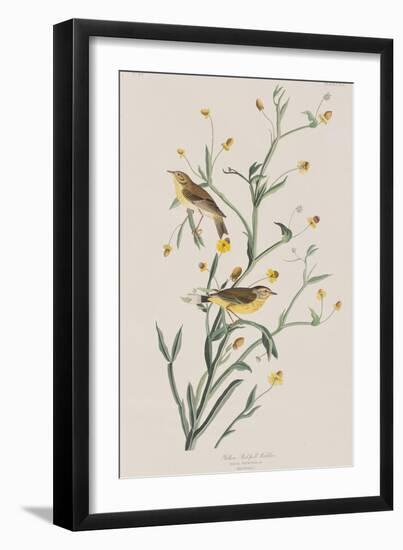 Illustration from 'Birds of America', 1827-38-John James Audubon-Framed Giclee Print