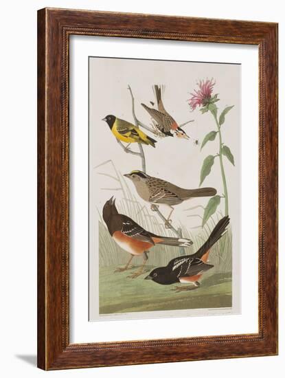 Illustration from 'Birds of America', 1827-38-John James Audubon-Framed Giclee Print