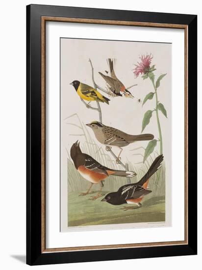 Illustration from 'Birds of America', 1827-38-John James Audubon-Framed Giclee Print